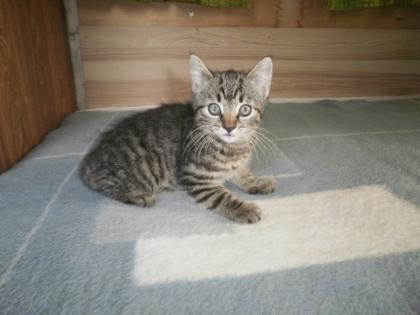 Katzenbabys 9 wochen alt