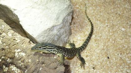 Varanus panoptes Horni Arguswaran 0. 0. 2