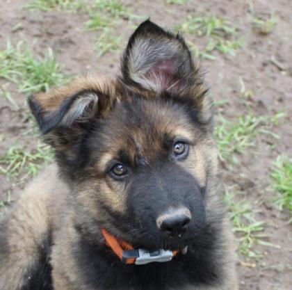 Ork Rüde Welpe Altdeutscher Schäferhund DDR Linien