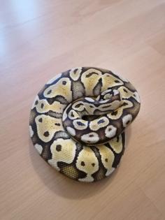 Terrarien Königspython Wir brauchen Dringend ein neues Zuhause