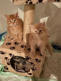 Mainecoon reinrassig