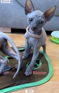 Canadian sphynx kitten