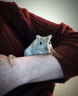 Rennmaus Weibchen 1Jahr alt Kiel