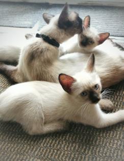 Nur noch 2 süße SIAM seal point Kater