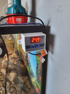 Geckos und Terrarium