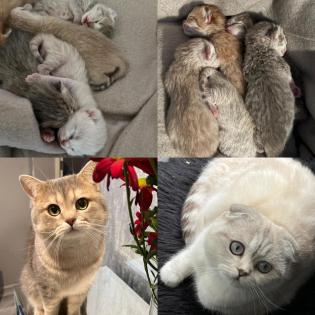 Britisch Kurzhaar Kitten