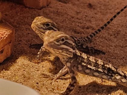 Zwergbartagamen Jungtiere Pogona Henrylawsoni