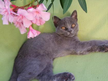 Kleine Kätzchen / Kitten / Katzenbabys