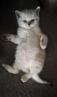 Scottish Straight Kitten