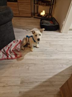 Kalle kinderlieber Terrier-Mischling