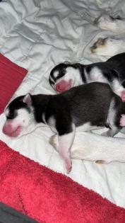 Sibirien Husky Welpen