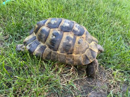 Verkaufe 2 griechische Landschildkröten männlich
