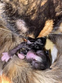 Trines Kitten suchen ein zu Hause