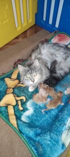Zuckersüße Main coon/ Perser Kitten