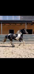 Friese x Pinto Mix sucht seinen Menschen