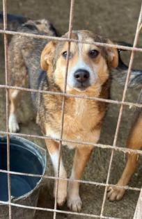 Lona - Hundedame Lona wartet auf ihre Chance
