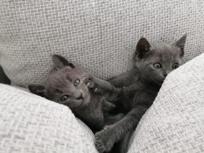Russisch Blau Kitten sofort abgabebereit