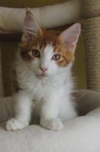Wunderschöne Maine Coon Babys abzugeben