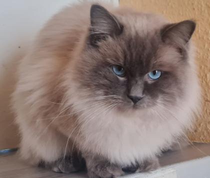 Ragdoll Nachwuchs zuckersüß