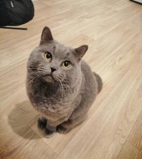 Wunderschöne Deckkater BKH