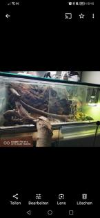 Bartagame mit oder ohne Terrarium