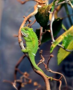 1. 0 Bradypodion thamnobates Chamäleon gesucht