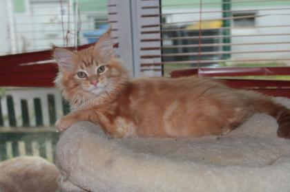 Wunderschöne Maine-Coon-Norweger Waldkatzen Kitten