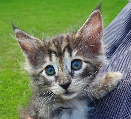 3 Katzenkinder Norwegische Waldkatze amber non-agouti bernsteinfarben