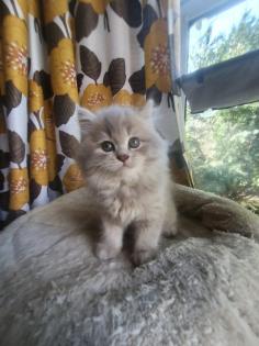 Edelmixkitten Katerchen