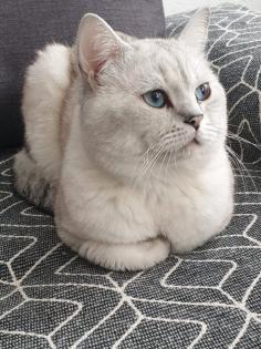 Deck Kater 2 Jahren BKH Hellgrau mit Blauen Augen