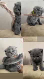 5 Kitten zum Verkauf Scottish Fold/ BKH