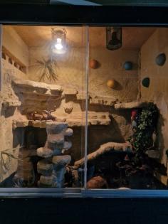 Verkaufe meine männliche Kornnatter ca. 4 Jahre alt auch gerne mit Trrarium.