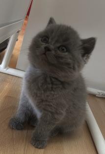 Süßer Britisch Kurzhaar Kater sucht ein liebevolles Zuhause