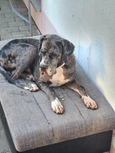 Deutsche Dogge Hündin