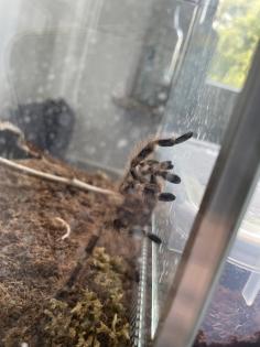 Spinne zu verschenken