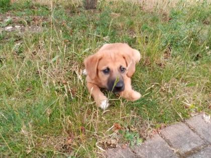 Kleiner Balu sucht ein tolles Zuhause