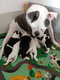 American Bulldog Welpen suchen Traumschloss