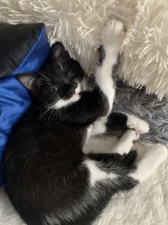 Ragdoll Mix Babykatzen Kitten