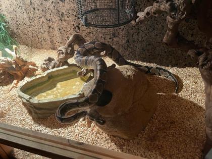 Königspython python regius