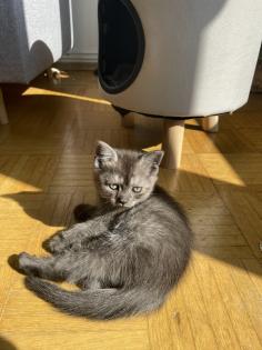 BKH mix Kitten 2 Monaten alt