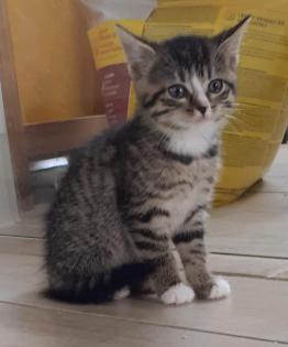 Nala - sucht dringend ein Zuhause aus dem Tierschutz / gechipt geimpft