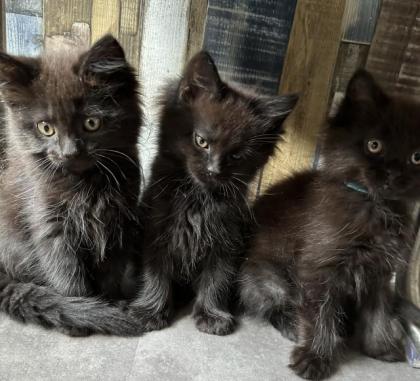Maine Coon Babys - ModeraterTyp fast 3 Monate alt.