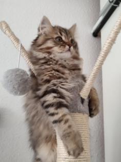 4 Süßes BKH und BLH-Kitten