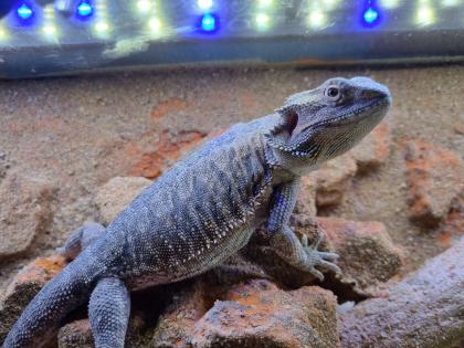 Bartagame weiblich zu verkaufen