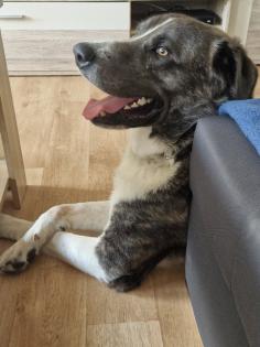 Maremanne Herdenschutzhund Mix