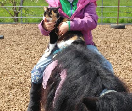 Kid s Kurs Pferdecamp Reiterferien