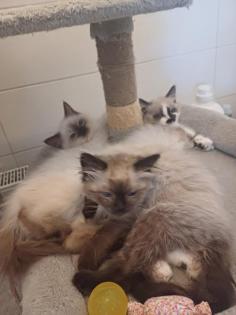 Ragdoll-Kätzchen suchen ein neues liebevolles Zuhause