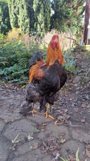 Junger Brahma Hahn aus Oktober 2022