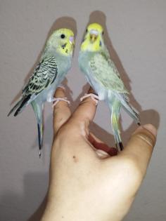 2 super zahm Wellensittiche Rainbow Wellis Vögel handzahm 3 Mona
