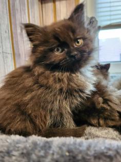 Maine Coon Perser Katze